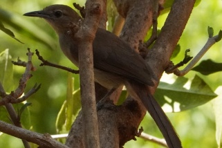 Phyllastrephus terrestris - Laubbülbül